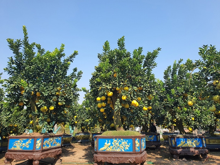 Những cây bưởi cổ thụ, khổng lồ trong vườn của ông Chính giá lên đến hàng trăm triệu đồng. Ảnh: Người đưa tin