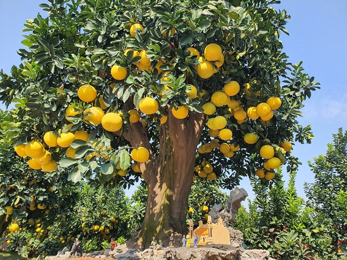 Dịp Tết năm nay, ông Chính cung cấp ra thị trường khoảng hơn 100 cây bưởi trăm triệu, được ví như những “siêu phẩm” phục vụ giới nhà giàu chơi Tết. Ảnh: Người đưa tin