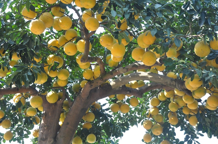 Đây là cây đắt nhất vườn nhà ông Chính, giá 800 triệu đồng. Ảnh: Người đưa tin