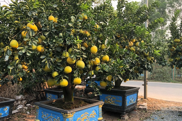Những chậu bưởi cảnh sẵn sàng chờ khách tại Hoài Đức (Hà Nội). Ảnh: Vietnamnet
