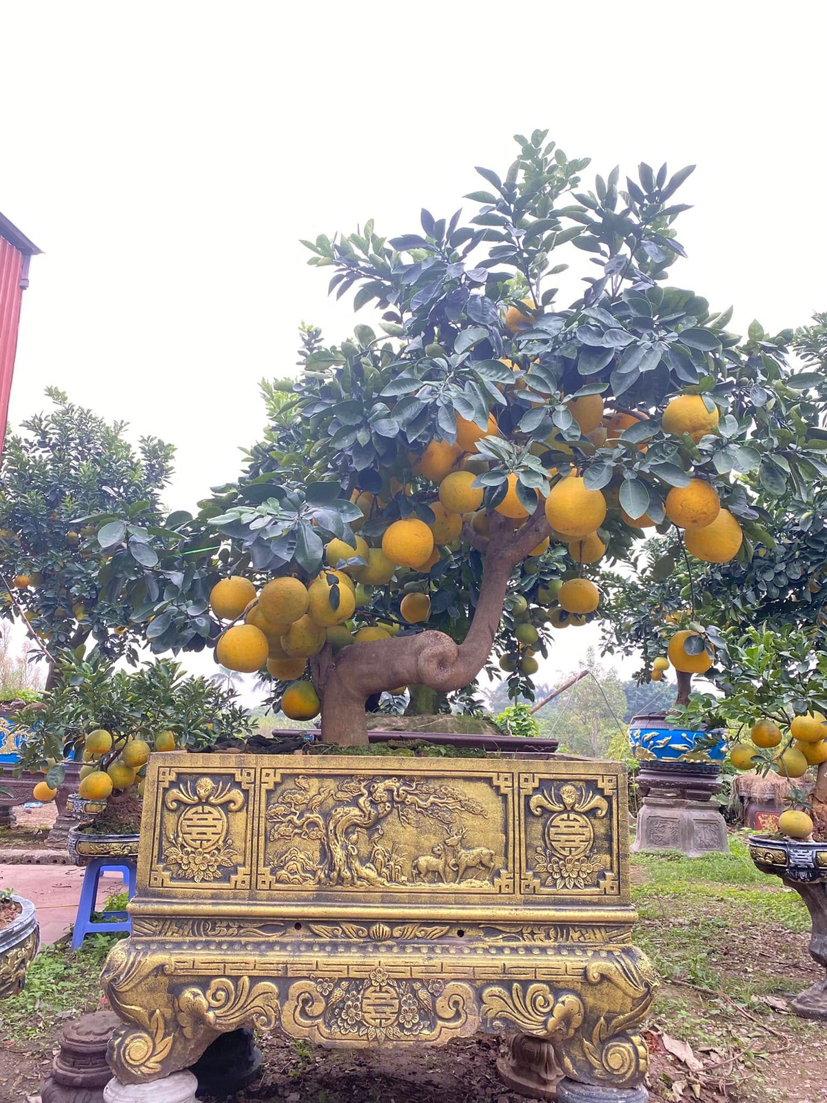 Những chậu bưởi cảnh vàng óng, toả hương thơm ngào ngạt "ngóng" khách chơi Tết 2025. Ảnh: Facebook