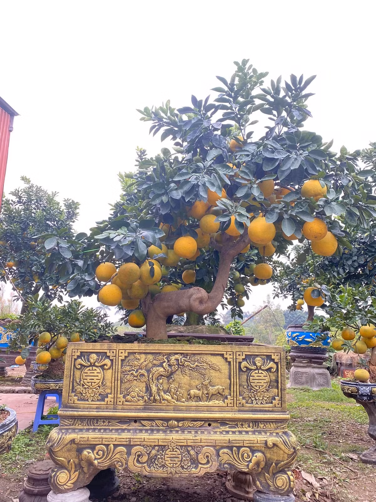 Những chậu bưởi cảnh vàng óng, toả hương thơm ngào ngạt "ngóng" khách chơi Tết 2025. Ảnh: Facebook
