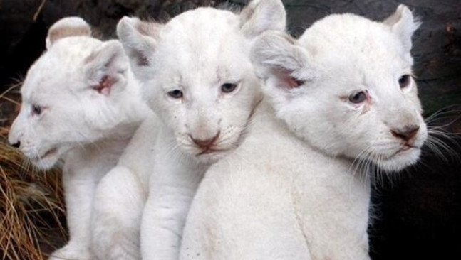 Có nguồn gốc từ vùng Timbavati của Nam Phi, sư tử trắng mang gen lặn khiến chúng có màu trắng, giá 140.000 USD. Ảnh: Pangovet