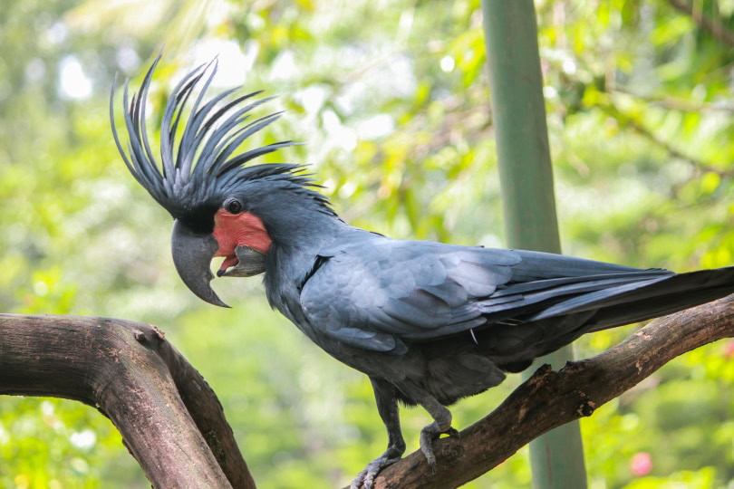 Do khó khăn trong việc nhân giống, vẹt mào Palm Cockatoo hiếm hơn và đắt hơn các loài vẹt mào khác. Loài chim này có thể lên tới 20.000 USD. Ảnh: Pngovet