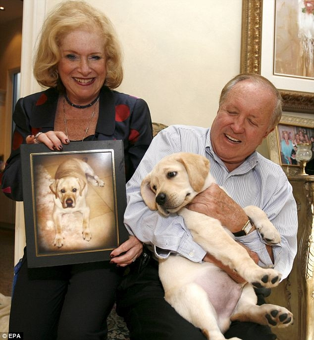 Bất chấp sự phản đối của các nhóm bảo vệ quyền động vật, bác sĩ thú y và nhà sinh vật học, một cặp đôi ở Florida đã mua chú chó Labrador vàng nhân bản với giá 155.000 USD vào năm 2009. Ảnh: DM