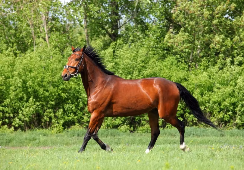 Dù được mua với giá 4 USD lúc một tuổi, nhưng Fusaichi Pegasus đã được bán với giá 70 triệu USD (hơn 1.600 tỷ VND) vào năm 2000 sau khi giành chiến thắng tại Kentucky Derby. Ngựa đua thuần chủng là giống ngựa được đánh giá cao và đắt nhất, nhưng Fusaichi Pegasus đã lập kỷ lục là vật nuôi đắt nhất. Ảnh: Pngovet