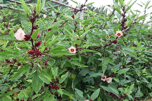 Ngày nay, trên một số trang thương mại điện tử, lá bụp giấm được bán với giá khoảng 70.000 đồng/kg. Ảnh: Internet