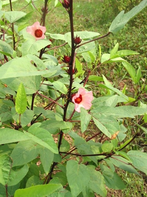 Người dân chỉ cần gieo hạt và để cây tự nhiên phát triển, ra hoa và kết quả mà không cần phải tưới nước hay chăm sóc nhiều. Ảnh: Internet