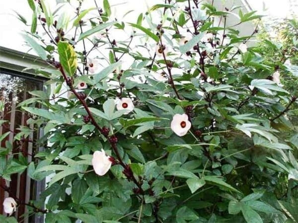 Cây bụp giấm phù hợp với điều kiện khí hậu và đất đai tại một số vùng núi, trung du của Việt Nam, đặc biệt là các tỉnh miền Trung. Ảnh: Internet