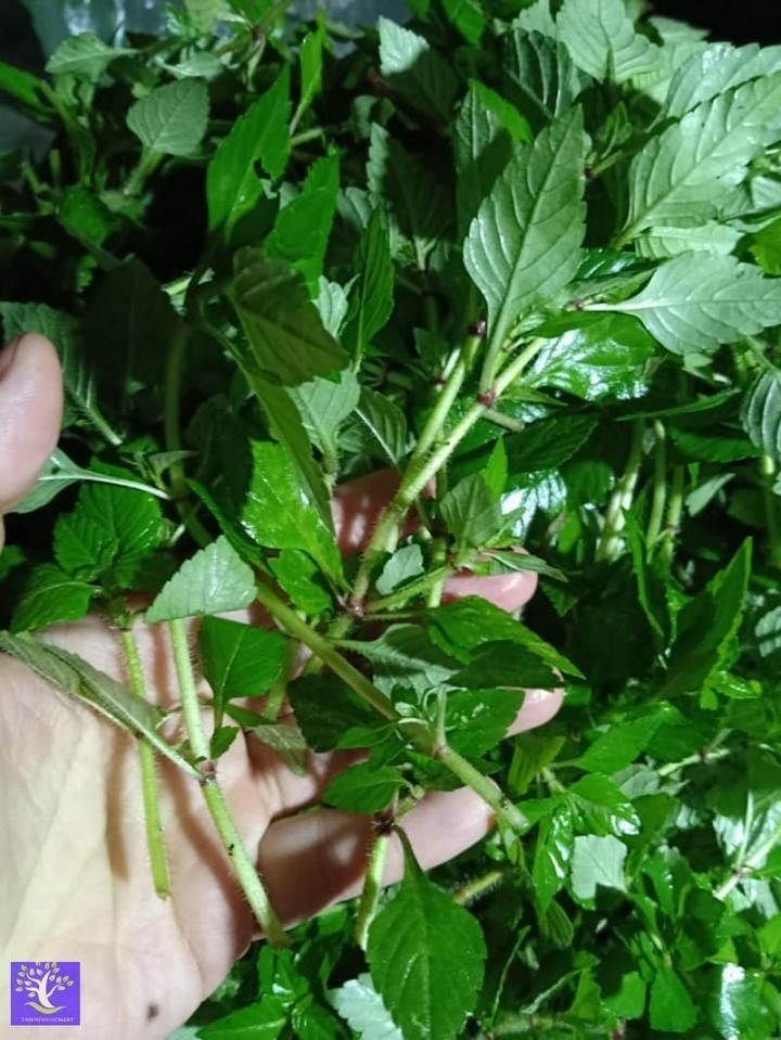 Rau âu có quanh năm nhưng nhiều nhất khoảng từ tháng 4 đến tháng 9 hàng năm. Cây khá khó tính nên không phải ở đâu cũng phát triển. Ảnh: ShopThienphuoc