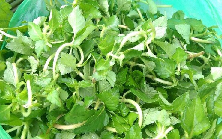 Vài năm gần đây, nhiều nhà hàng, quán ăn ở Cao Bằng đưa rau âu vào thực đơn đãi khách nhờ hương vị thơm ngon đặc biệt. Ảnh: Internet