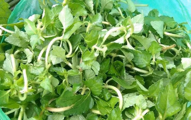 Vài năm gần đây, nhiều nhà hàng, quán ăn ở Cao Bằng đưa rau âu vào thực đơn đãi khách nhờ hương vị thơm ngon đặc biệt. Ảnh: Internet