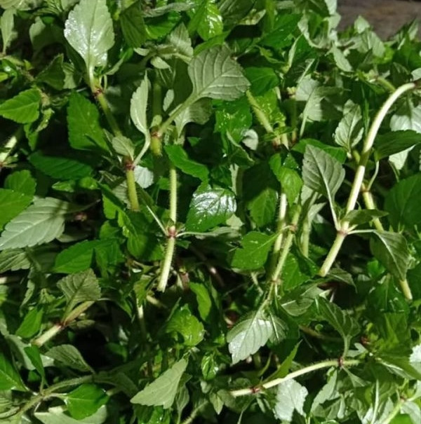 Tuy nhiên, rau âu không phổ biến như các loại rau khác nên dù chi nhiều tiền khách cũng khó có cơ hội được thưởng thức. Ảnh: ShopThienphuoc