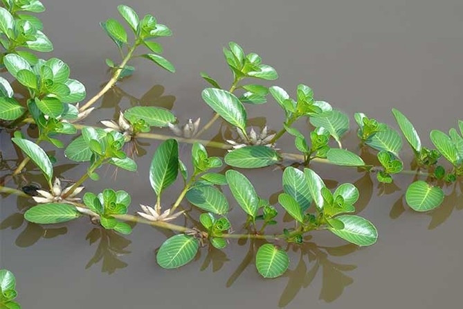 Rau dừa nước vốn là loại cây dại mọc hoang ở khắp triền đê, ao hồ, đầm lầy, ruộng lúap...tại nhiều vùng nông thôn ở Việt Nam. Ảnh: Internet