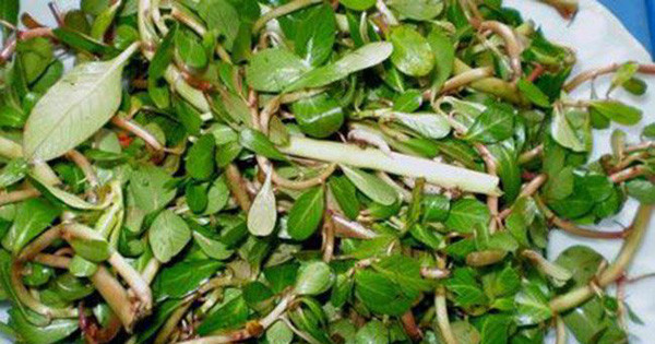 Nhưng vài năm gần đây, rau dừa nước "được lòng" dân thành phố, trở thành món ăn đặc sản được săn đón, xuất hiện cả ở nhà hàng, quán ăn, được bán với giá khá đắt đỏ. Ảnh: Vietnamnet