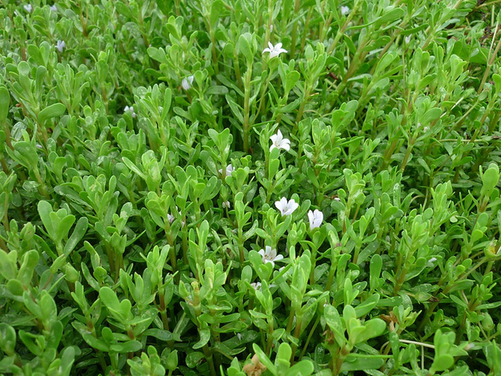 Rau đắng biển là loại rau mọc hoang dại ở kênh, mương, suối, đầm lầy hoặc bãi biển cát trắng, khắp các vùng đồng bằng trung du phía Bắc, phía Nam. Ảnh: Internet