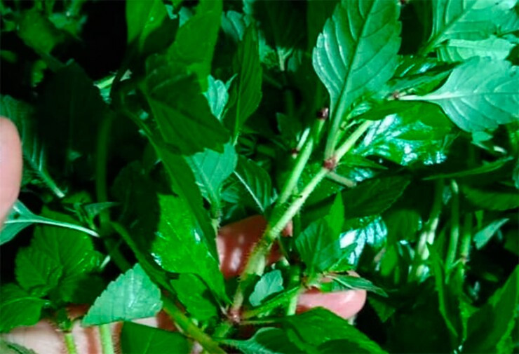 Rau âu (có tên gọi khác Phoắc Âu) vốn là cây dại mọc đầy bờ mương tại các tỉnh như Cao Bằng, Bắc Kạn, Lạng Sơn... Từ lâu, loại rau này gắn bó với đời sống dân dã của người dân địa phương. Ảnh: Internet