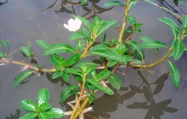 Ở các ruộng lúa, rau dừa nước phát triển nhanh, người dân phải nhổ bỏ để cho cây lúa phát triển. Một số người hái dừa nước mọc dại này để cho lợn ăn. Ảnh: Internet