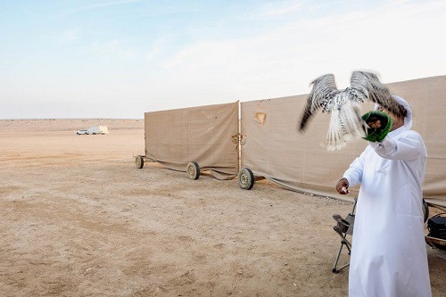 Nuôi chim ưng được xem là một di sản văn hóa không thể thiếu ở các nước Ả Rập. Nghệ thuật này đã tồn tại ở Trung Đông suốt hàng nghìn năm sau khi những bộ tộc Bedouin sử dựng loài chim này để săn mồi trên sa mạc. Ảnh: BI