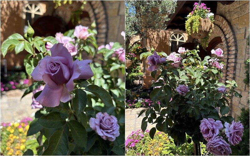 Hoa hồng tím tựa như ánh hoàng hôn dưới bầu trời nhẹ nhàng và lãng mạn. Ảnh: FB Bích Tuyền