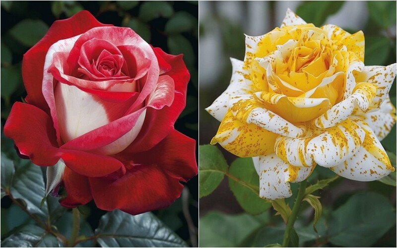 Hoa hồng lai đặc biệt với những gam màu loang diệu kỳ. Ảnh: FB Bích Tuyền