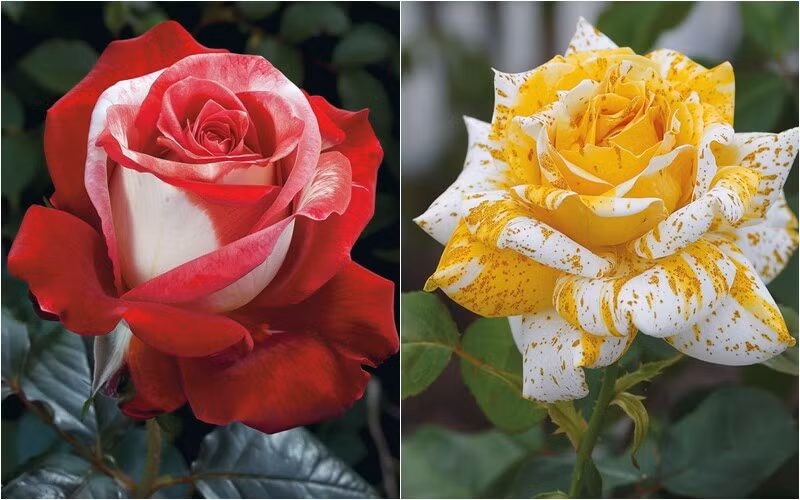 Hoa hồng lai đặc biệt với những gam màu loang diệu kỳ. Ảnh: FB Bích Tuyền