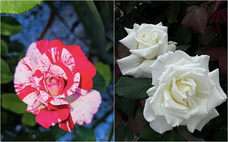 Những đóa hồng xinh đẹp tuyệt trần. Ảnh: FB Bích Tuyền