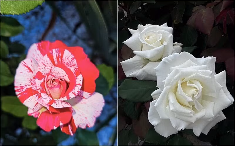 Những đóa hồng xinh đẹp tuyệt trần. Ảnh: FB Bích Tuyền