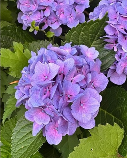 Cẩm tú cầu ngẩn ngơ trong sắc tím. Ảnh: FB Bích Tuyền