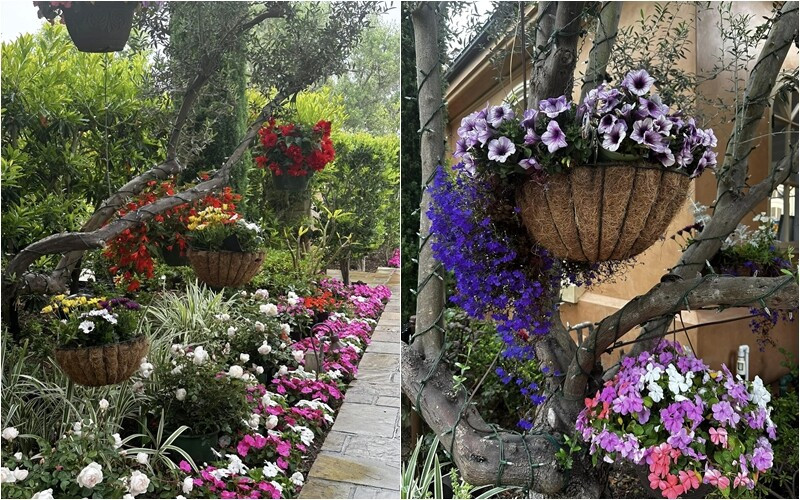 Các loại hoa đua nhau khoe sắc trong biệt thự của Bích Tuyền. Ảnh: FB Bích Tuyền