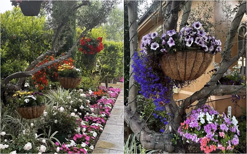 Các loại hoa đua nhau khoe sắc trong biệt thự của Bích Tuyền. Ảnh: FB Bích Tuyền