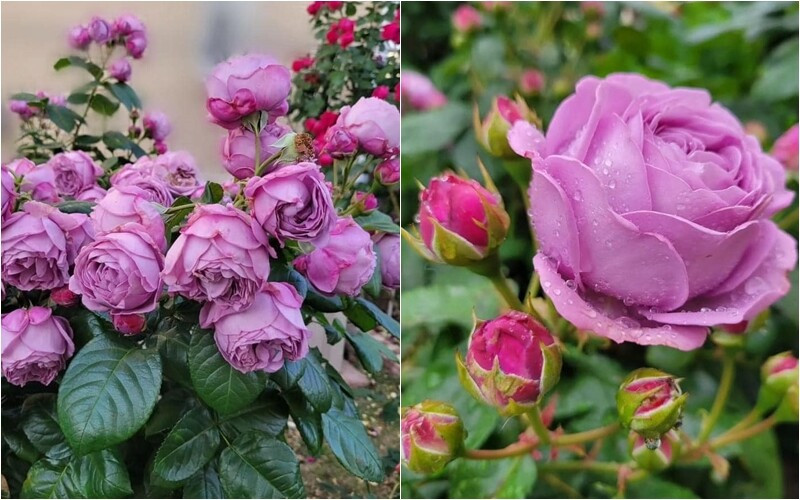 Chùm hoa lớn nở rộ cho thấy sức sống mãnh liệt. Ảnh: FB Bích Tuyền