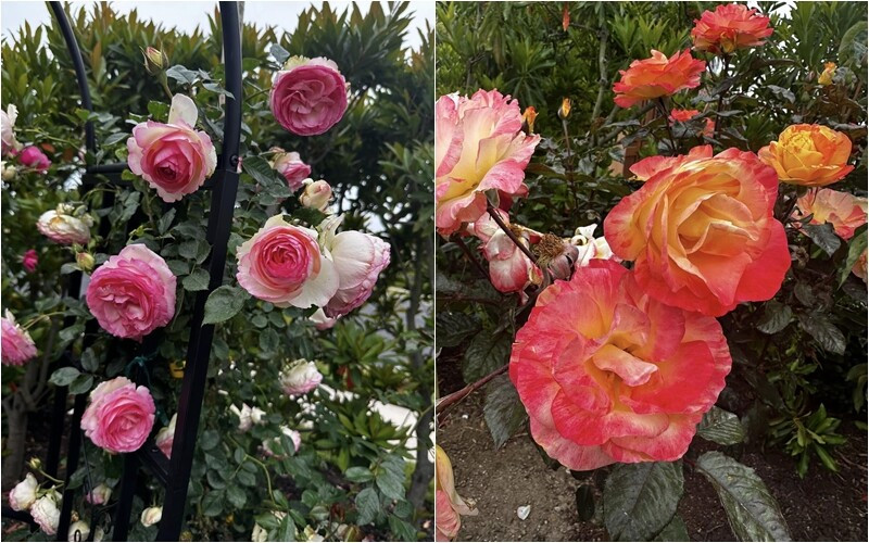 Nhiều người không khỏi xuýt xoa trước bộ sưu tập hoa hồng đặc sắc trong nhà ca sĩ Bích Tuyền. Ảnh: FB Bích Tuyền