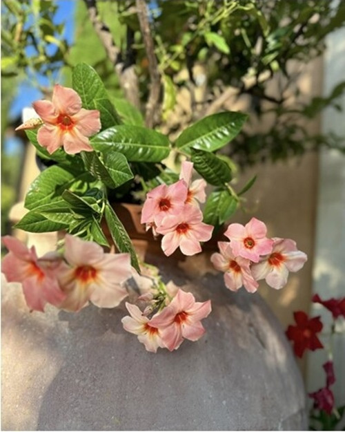 Nữ ca sĩ cảm ơn Thượng đế đã ban cho vợ chồng cô một gia đình hạnh phúc, một khu vườn thượng uyển trên cả tuyệt với. Ảnh: FB Bích Tuyền