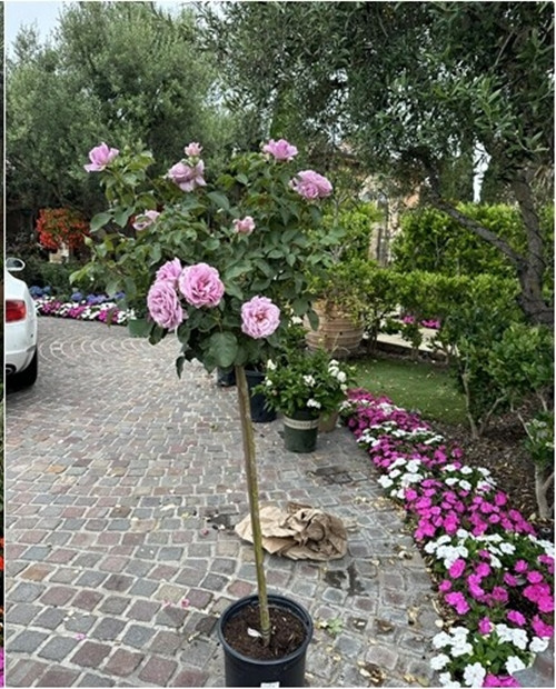 Bích Tuyền trồng nhiều loài hoa khác nhau như phong lữ thảo, dạ yến thảo, cẩm tú cầu mini, hoa hồng bụi... Ảnh: FB Bích Tuyền