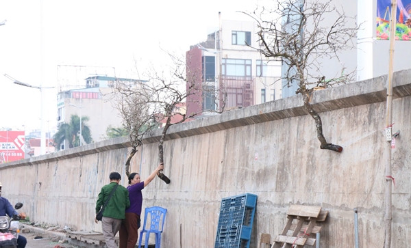 Theo đó, những cành kích thước nhỏ giá từ 80.000 – 150.000 đồng/cành. Thậm chí, có những cành giá 50.000 đồng. Ảnh: Công luận