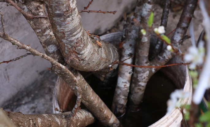 Các tiểu thương cho biết, những cành mận sớm có kích thước lớn, nụ hoa mập, giá cả cũng khá mềm so với dịp giáp tết. Nhưng so với giá năm trước thì có phần cao hơn do ảnh hưởng của những đợt mưa lũ vừa qua, số cành đẹp cũng giảm đi đáng kể. Ảnh: Công luận