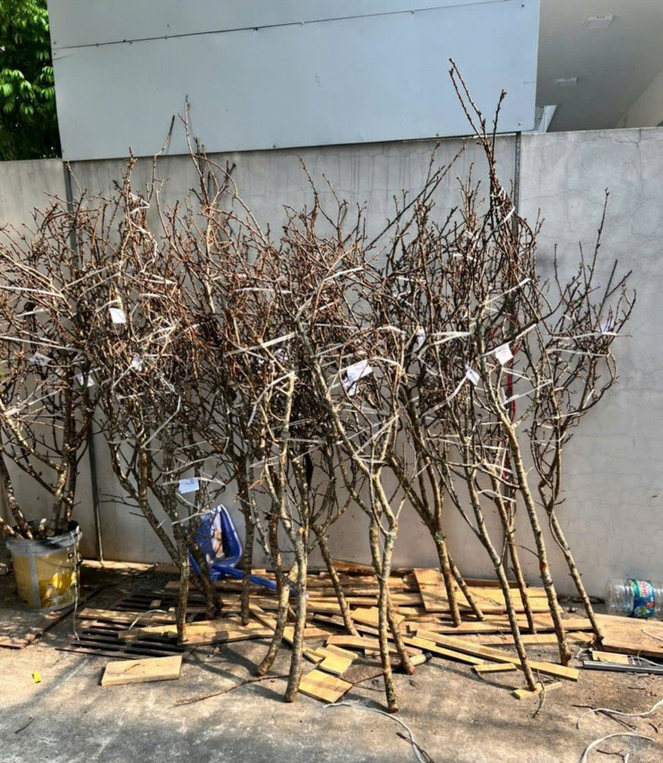 Cành mận có nhiều mức giá, dao động từ 50.000 đến hơn 1 triệu đồng/đồng, tùy loại. Ảnh: Suckhoedoisong