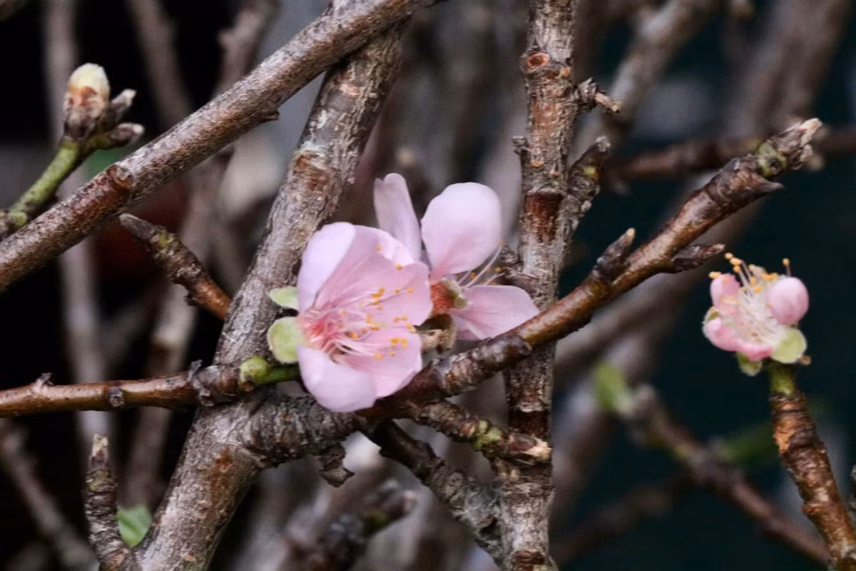 Ngoài cành mận, những cành đào Tây Bắc cũng bắt đầu "xuống phố" sớm. Ảnh: Tiền phong
