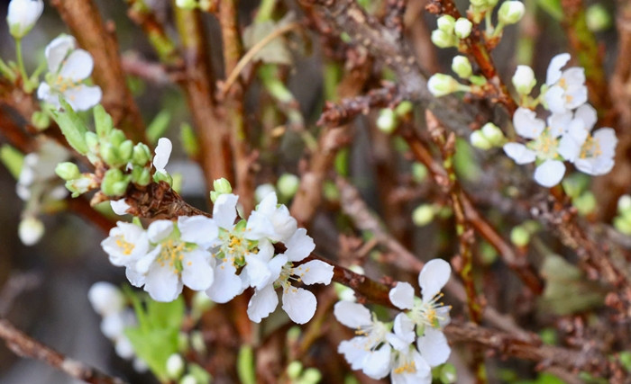 Theo các tiểu thương, hoa mận hiện vào đầu vụ nên số lượng còn ít. Ảnh: Công luận