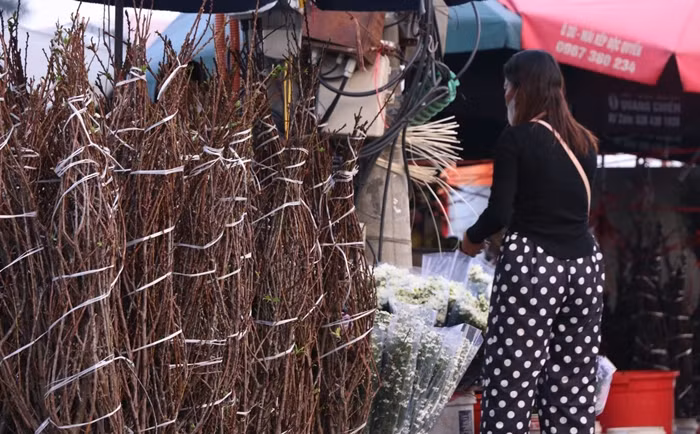 Ngoài ra, mận còn được bán theo bó. Mỗi bó có 5-6 cành giá khoảng 150.000 đồng. Ảnh: Công luận