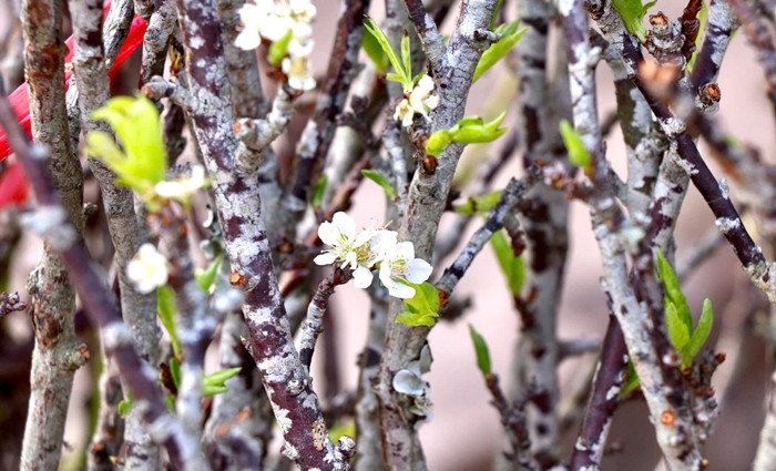Hoa mận có ưu điểm là thời gian chơi lâu, thường kéo dài từ 1,5 – 2 tháng lại dễ chăm sóc nên nhiều người yêu thích. Ảnh: Công luận
