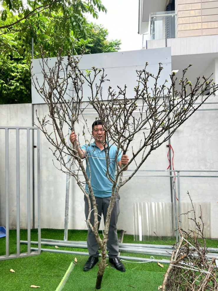 Cành mận từ 120.000 -350.000 đồng/cành là phân khúc bán chạy nhất. Những cành to, thế đẹp và giá bán đắt hơn, từ khoảng 800.000 đồng trở lên đến hơn 1 triệu đồng/cành, sức tiêu thụ chậm hơn. Ảnh: Suckhoedoisong
