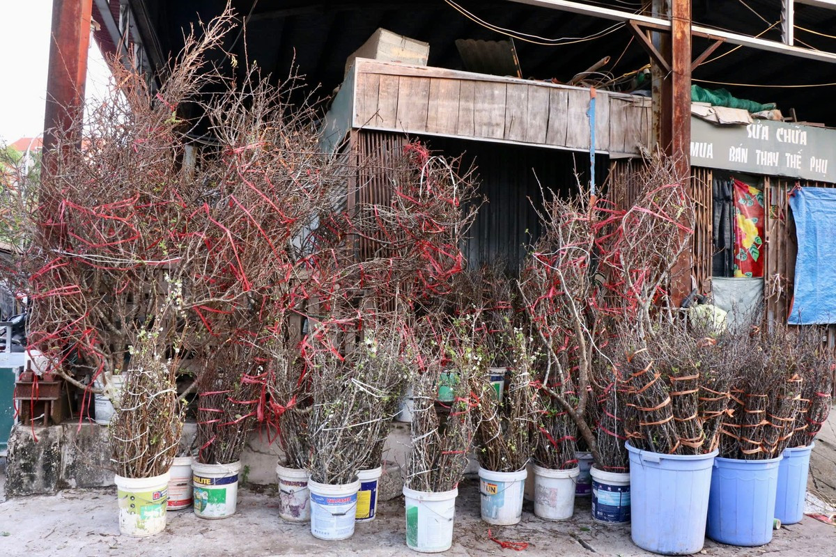 Tại chợ hoa Quảng An, sự xuất hiện của những cành mận thu hút sự chú ý của người dân. Ảnh: Tiền phong
