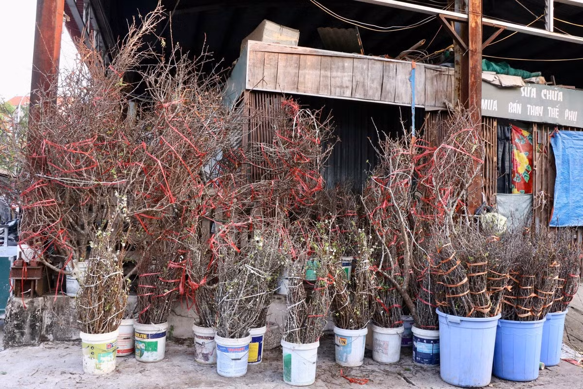 Tại chợ hoa Quảng An, sự xuất hiện của những cành mận thu hút sự chú ý của người dân. Ảnh: Tiền phong