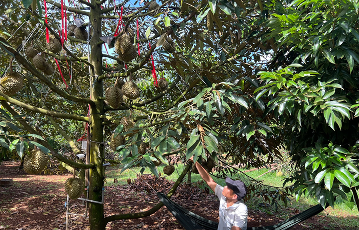 Một số nhà vườn còn mắc võng giữa vườn để bảo vệ những trái sầu riêng. Ảnh: Vietnamnet