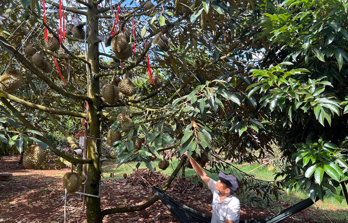 Một số nhà vườn còn mắc võng giữa vườn để bảo vệ những trái sầu riêng. Ảnh: Vietnamnet