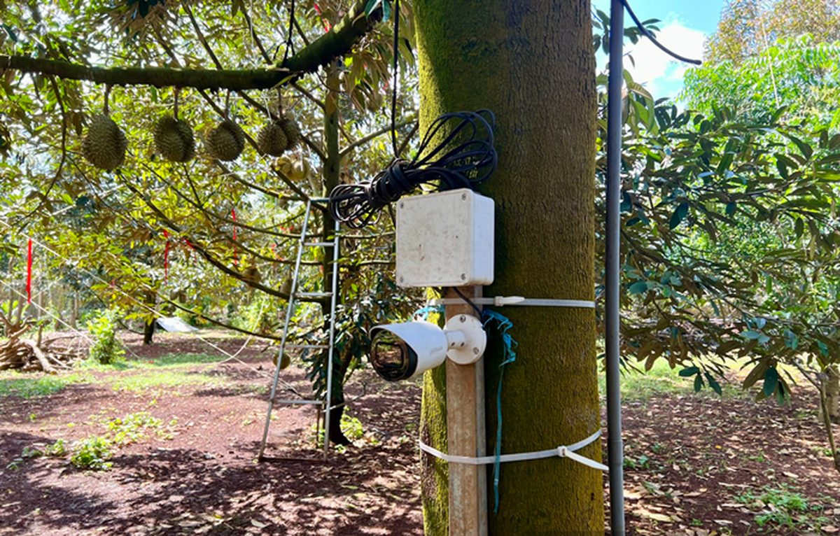 Camera giám sát cũng được áp dụng với các vườn sầu riêng khi giá tăng cao. Ảnh: Dân Việt