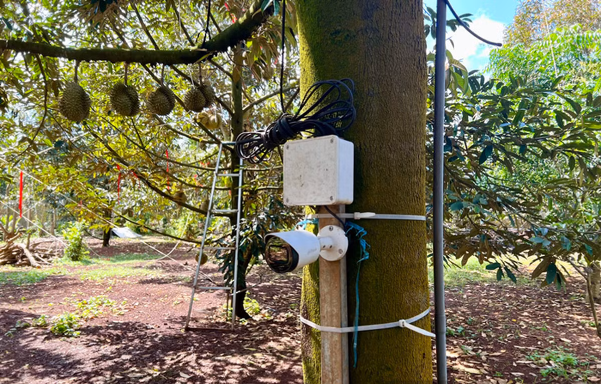 Camera giám sát cũng được áp dụng với các vườn sầu riêng khi giá tăng cao. Ảnh: Dân Việt