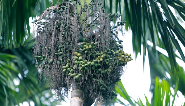 Những ngày vừa qua, giá cau tươi tại một số nơi ở Việt Nam tăng kỷ lục, vọt lên 90.000 đồng/kg. Từ khi giá cau tăng cao, nhiều hộ trồng nhỏ lẻ tại vườn hoặc bờ rào bị hái trộm quả. Ảnh: Vietnamnet